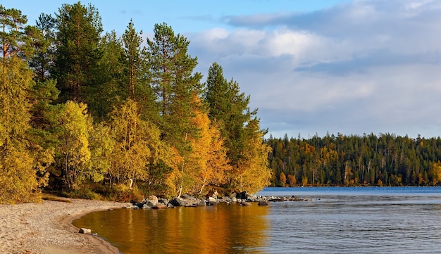 Las z kolorowymi liśćmi nad brzegiem jeziora Imandra. Jesienny krajobraz, Półwysep Kolski, Rosja.