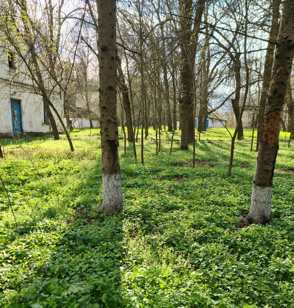 Las z niebieskimi drzwiami i biały dom z niebieskimi drzwiami.