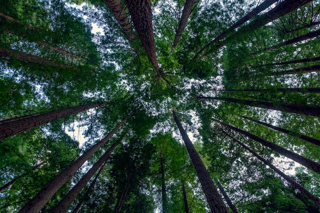 Las z wysokimi drzewami sfotografowanymi od dołu