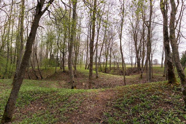 Las ze ścieżką prowadzącą w dół i kilkoma drzewami z zielonymi liśćmi.