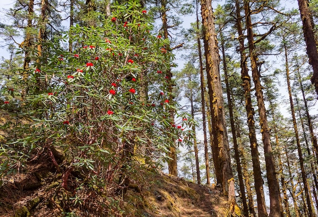 Las ze starymi drzewami i kwitnącymi rododendronami w Lantang, Nepal. Himalaje