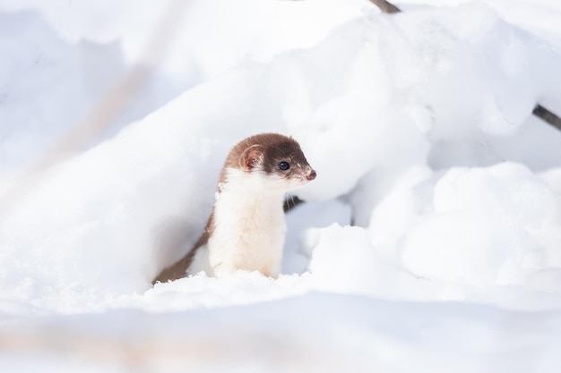 Łasica krótkoogoniasta wyskakuje ze śniegu podczas polowania na jedzenie zimą