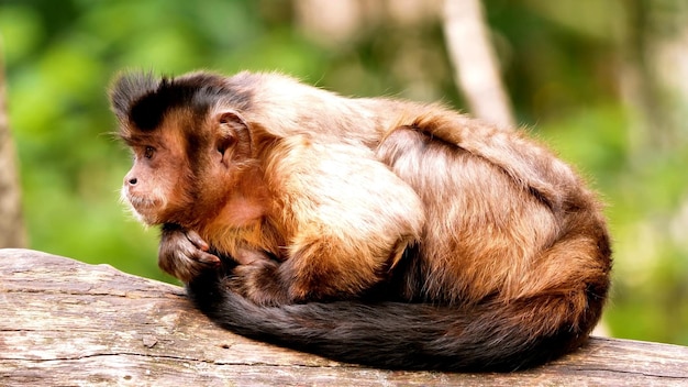 Zdjęcie Łasicowaty ailurus fulgens mustela putorius furo