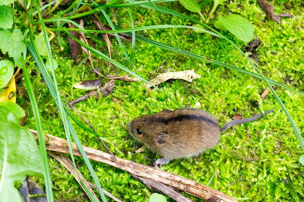 Lasowa mysz brzozowa (Sicista betulina) mała w swoim naturalnym środowisku