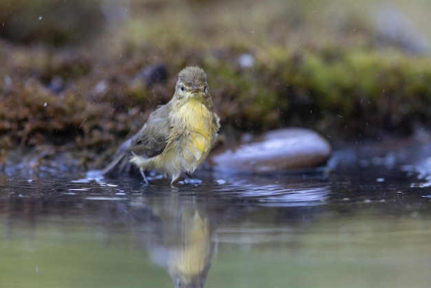 Lasówka Phylloscopus sibilatrix piękny ptak pływa i patrzy na odbicie w wodzie