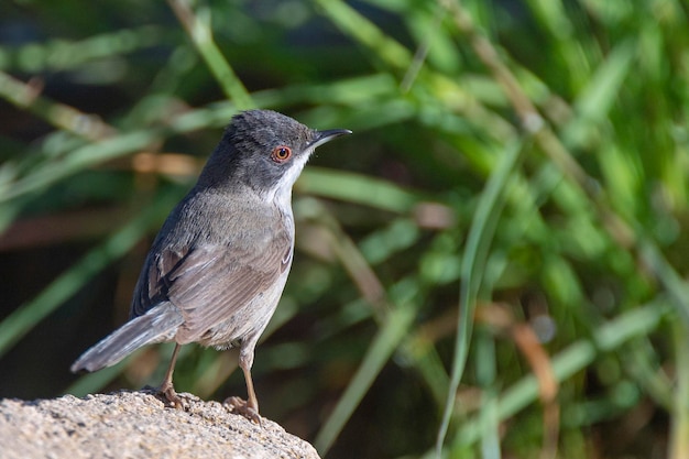 Lasówka sardyńska Sylvia melanocephala Malaga Hiszpania