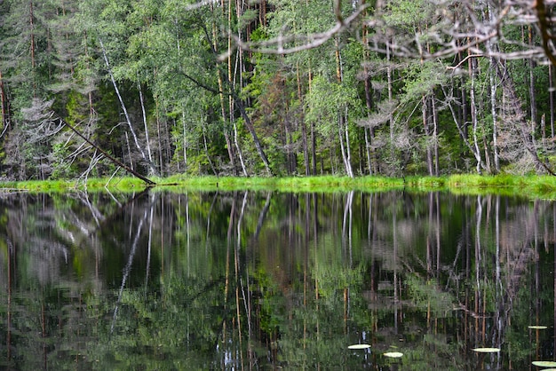 Lasowy jezioro w naturalnym parku w lecie