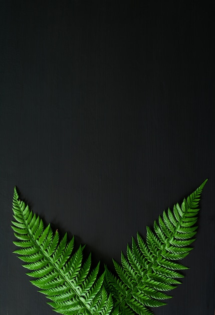 Zdjęcie lasowy rośliny tło na blackboard