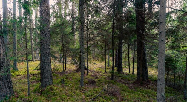 Lasowy tło z mchowym dywanowym zielonym naturalnym tłem z lasem sosnowym i świerkowym