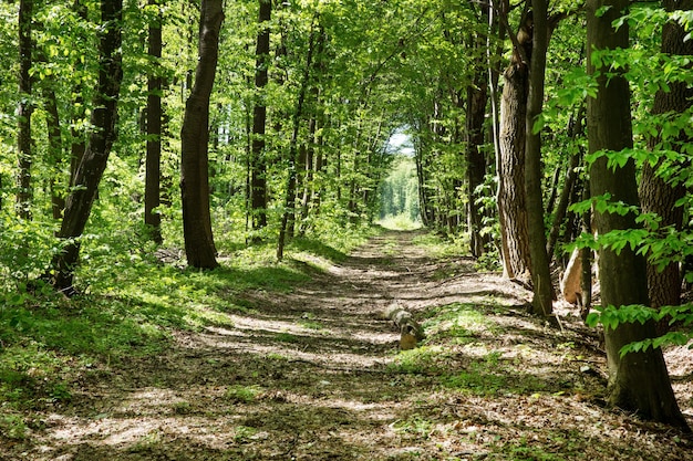 Lasowych drzew natury zieleni światła słonecznego drewniani tła