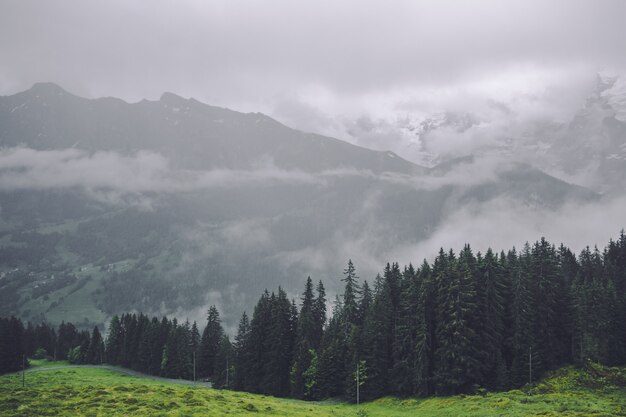 Lasu krajobrazowy tło w Szwajcaria