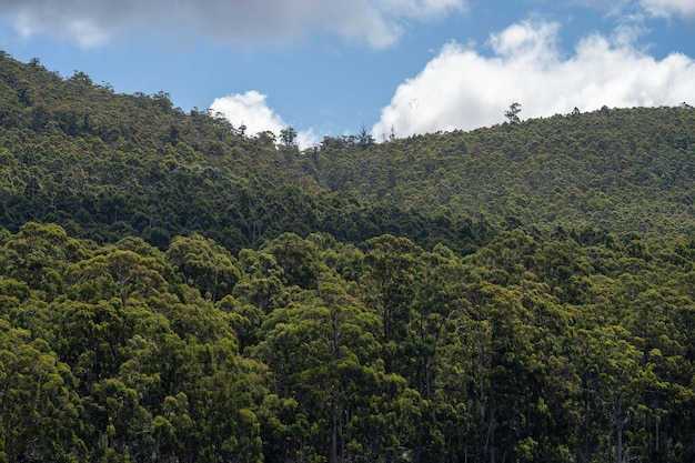 Lasy i plantacje australijskiego krzewu