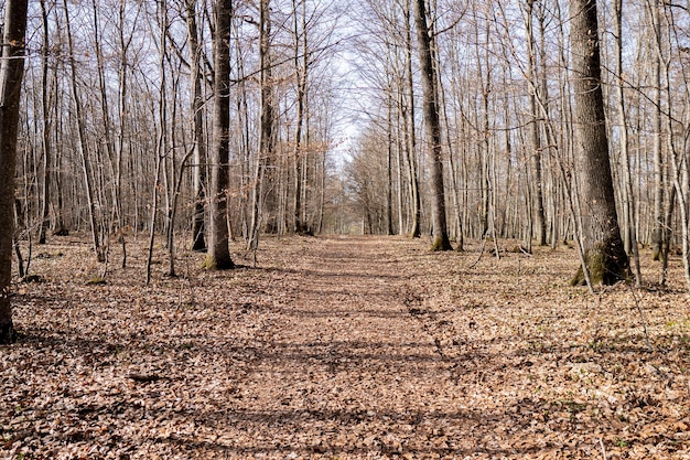 Lasy jesienią października natura drzewo