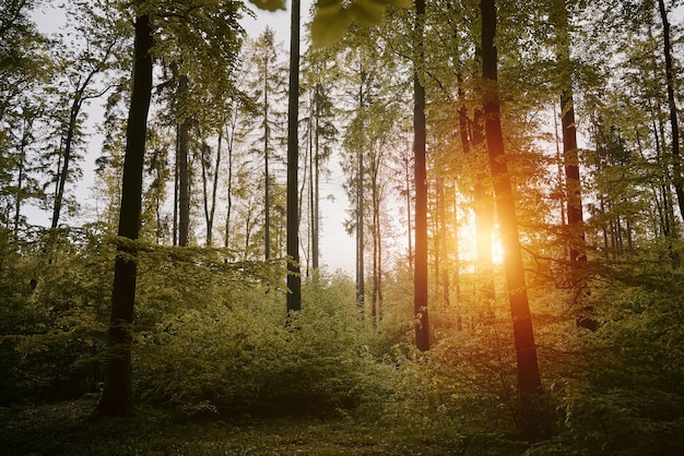 lasy natura las krajobraz drewno zielony słoneczny środowisko drzewo piękna wiosna ścieżka ulistnienie liść