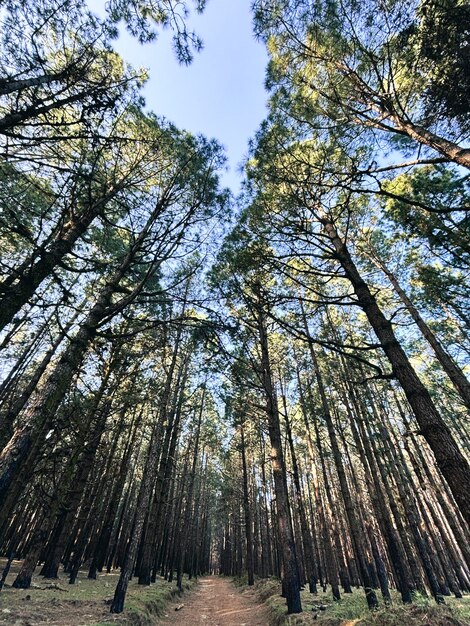 Lasy naturalny park narodowy malownicze tło z wysokimi drzewami i naturą Na świeżym powietrzu Koncepcja środowiska zielonego Destinacja weekendowa Miejsca turystyczne