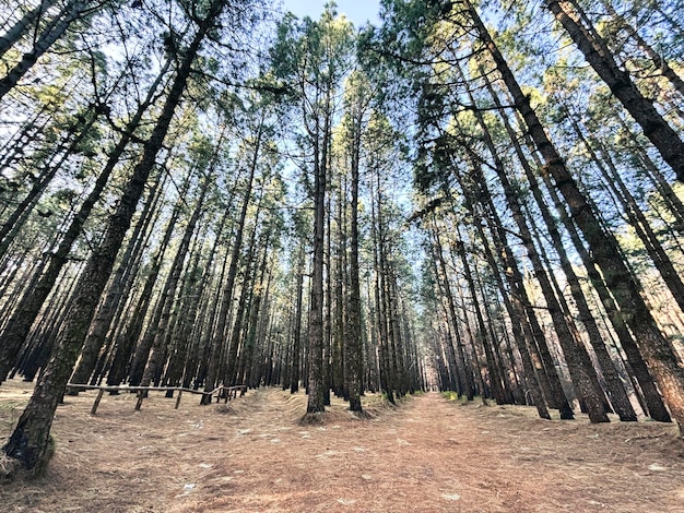 Lasy naturalny park narodowy malownicze tło z wysokimi drzewami i naturą Na świeżym powietrzu Koncepcja środowiska zielonego Destinacja weekendowa Miejsca turystyczne