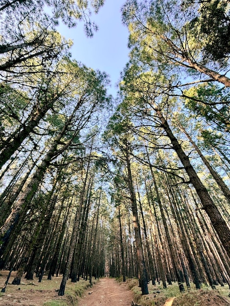 Lasy naturalny park narodowy malownicze tło z wysokimi drzewami i naturą Na świeżym powietrzu Koncepcja środowiska zielonego Destinacja weekendowa Miejsca turystyczne