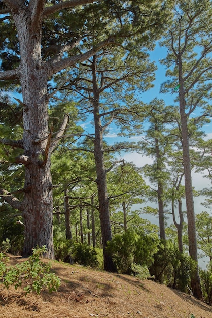 Lasy sosnowe w górach La Palma Wyspy Kanaryjskie w Hiszpanii Odległa, zaciszna góra wypełniona dużymi drzewami do uprawiania turystyki pieszej i spacerów na łonie natury. Cel podróży turystycznych w lesie