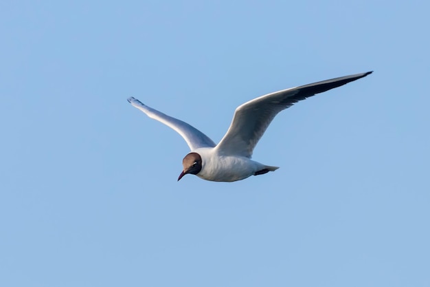 Latająca Mewa, Śmieszka (Larus ridibundus)