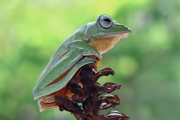 Latająca żaba Na Gałęzi Piękna żaba Drzewna Na Zielonych Liściach Rachophorus Reinwardtii Jawajska żaba Drzewna