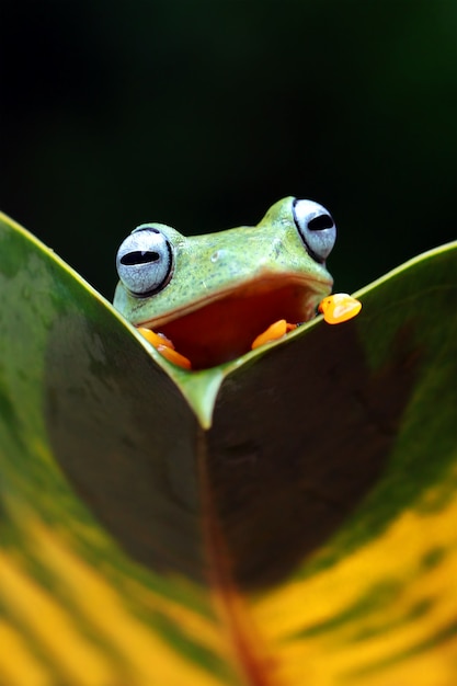 Zdjęcie latająca żaba, wallace frog, javan tree frog, rhacophorus reinwardtii