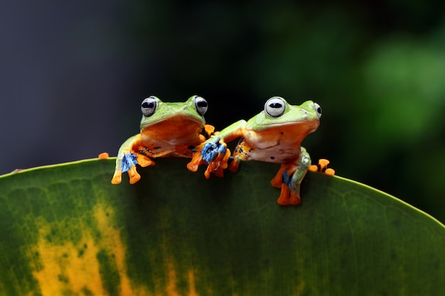Zdjęcie latająca żaba, wallace frog, javan tree frog, rhacophorus reinwardtii