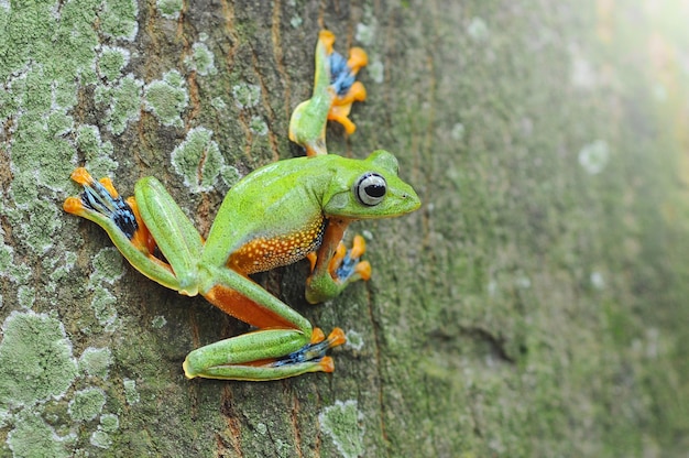latająca żaba żaba rzekotka drzewna