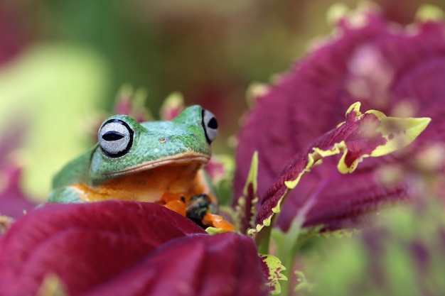 Latająca żaba zbliżenie twarzy na urlopie