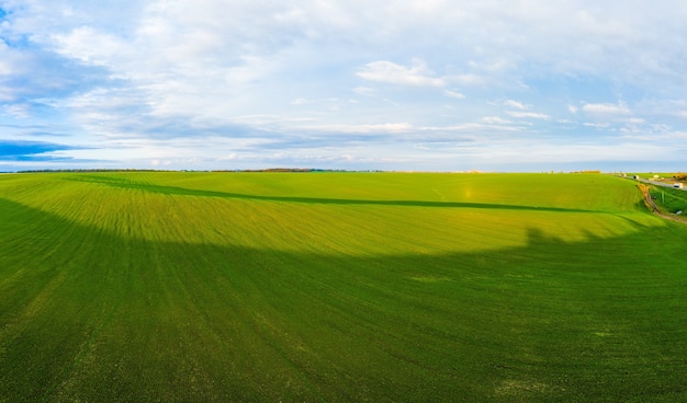 Latające nad polem uprawy pszenicy i lotnicze panoramiczne ujęcie drone