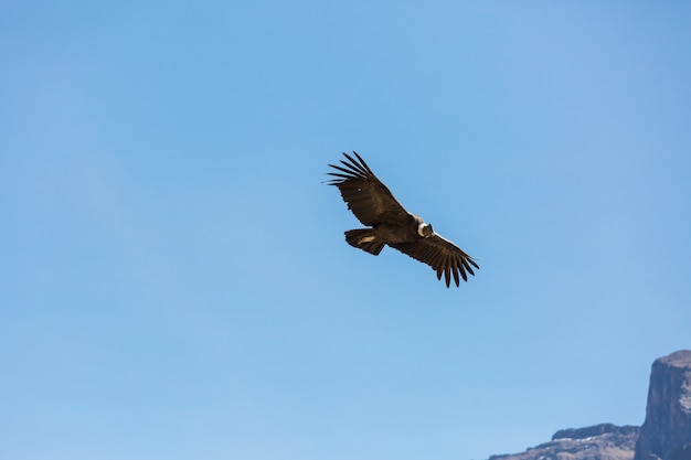 Latający kondor w kanionie Colca, Peru