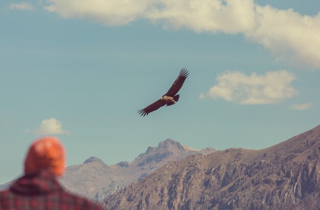 Latający kondor w kanionie Colca, Peru