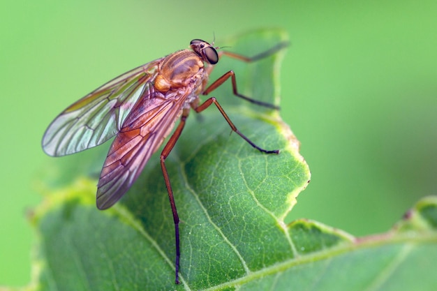 Latający owad mucha na zielonym liściu rośliny Fauny dzikie owady
