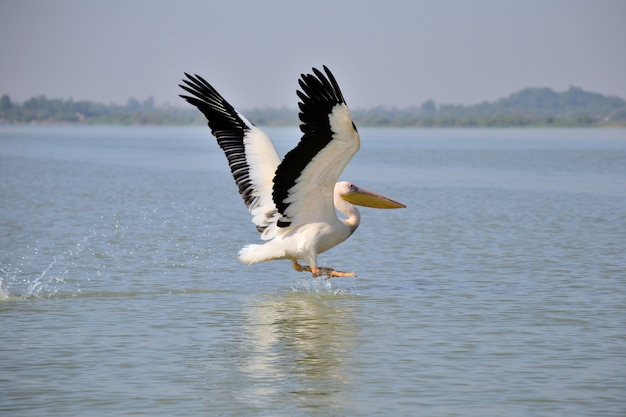 latający pelikan na jeziorze Tana, Etiopia