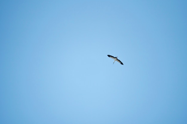 Zdjęcie latający ptak