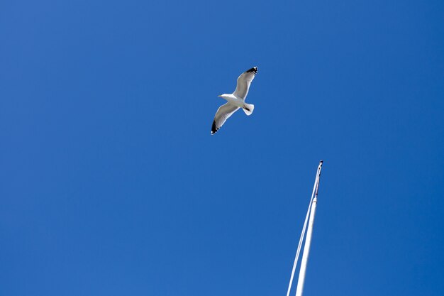 Latający seagull przeciw niebieskiemu niebu w tle.