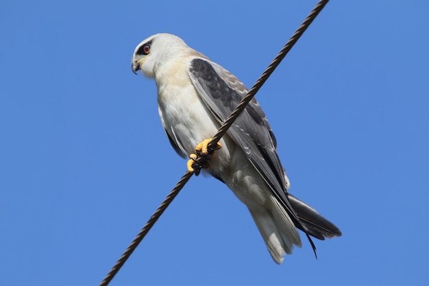 Latawiec czarnoramienny (Elanus axillaris) siedzi na drutach