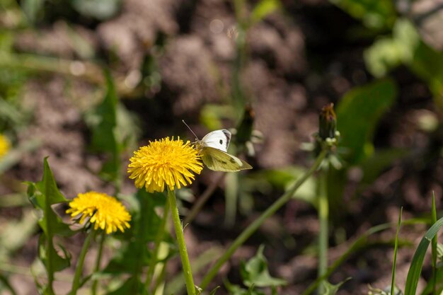 latem biały motyl odpoczywa na żółtym mniszku
