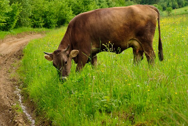 Latem krowy pasą się na trawie z żółtymi kwiatami