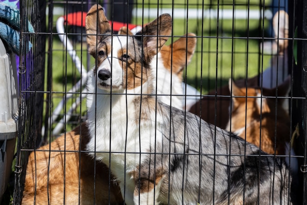 Latem Psy Siedzą W Klatce W Naturze. Rasa Corgi. Wystawa Psów. Zdjęcie Wysokiej Jakości