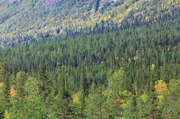 lato krajobraz w lesie tło panorama natura lato sezon krajobraz drzewa