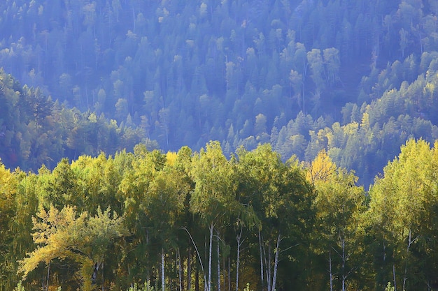 lato krajobraz w lesie tło panorama natura lato sezon krajobraz drzewa