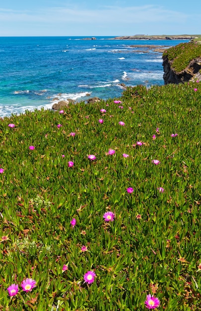 Lato kwitnących krajobraz wybrzeża Atlantyku z różowymi kwiatami (w pobliżu plaży Los Castros, Galicja, Hiszpania).