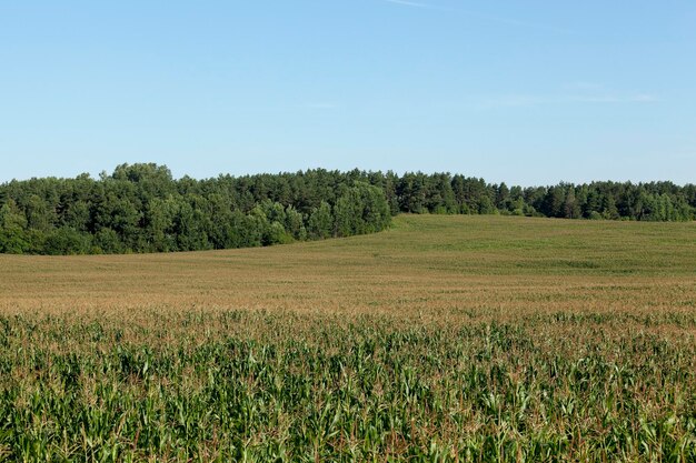 Lato na polu kukurydzy