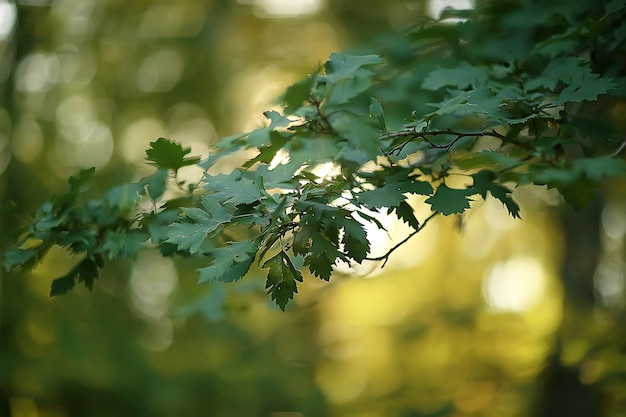 lato park tło / natura drzewa zielone liście, abstrakcyjne tło lato widok