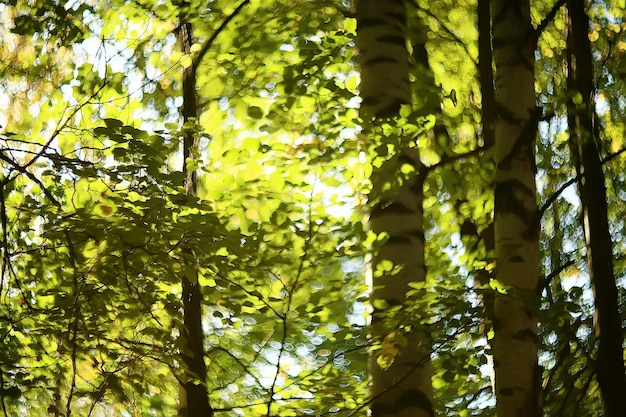 lato park tło / natura drzewa zielone liście, abstrakcyjne tło lato widok