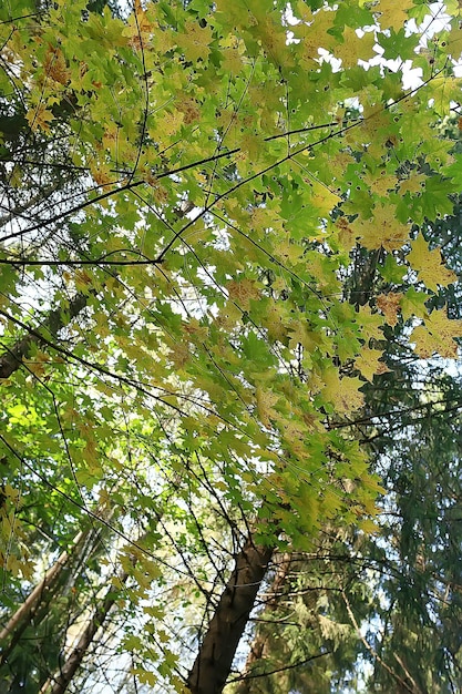 lato park tło / natura drzewa zielone liście, abstrakcyjne tło lato widok