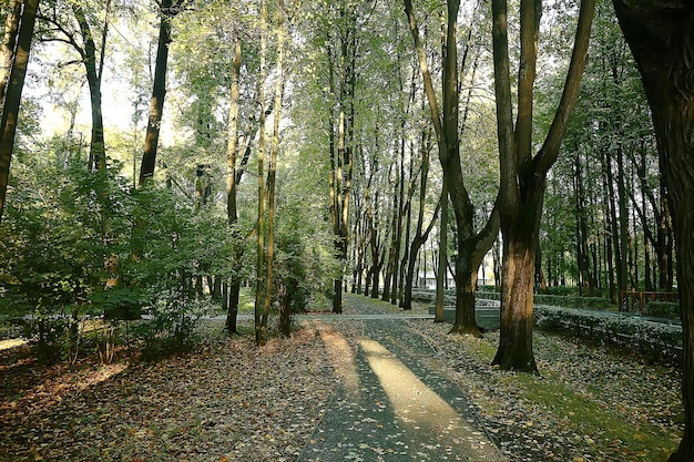 lato park tło / natura drzewa zielone liście, abstrakcyjne tło lato widok