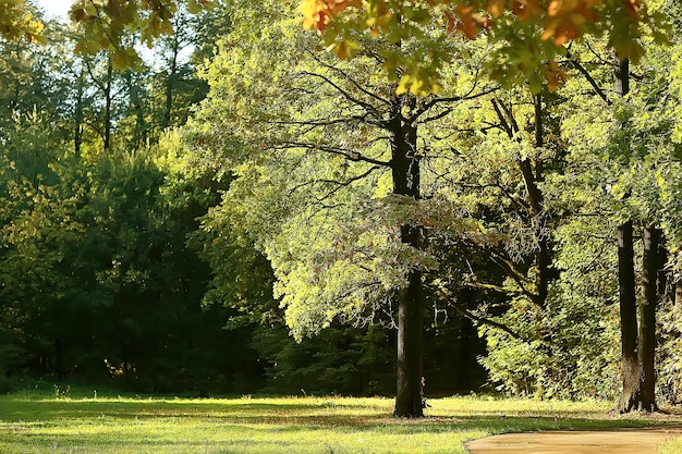 lato park tło / natura drzewa zielone liście, abstrakcyjne tło lato widok