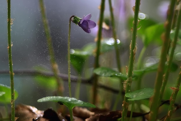 Lato Tło Kwiaty Natura / Piękny Obraz Tło Kwiaty Na Polu