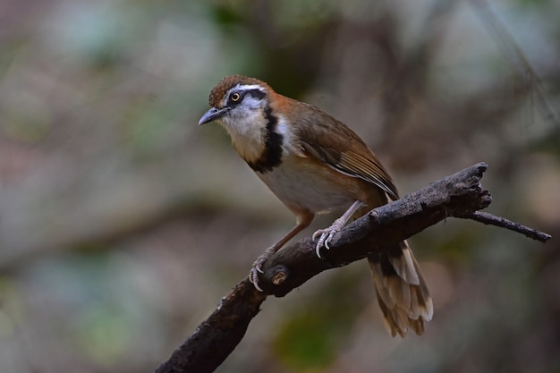 Laughingthrush przysiadła na gałęzi w naturze